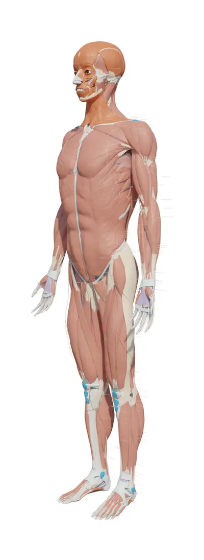 Modelo 3D — Corpo humano