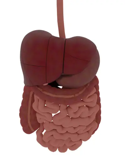 Modelo 3D — Sistema digestivo